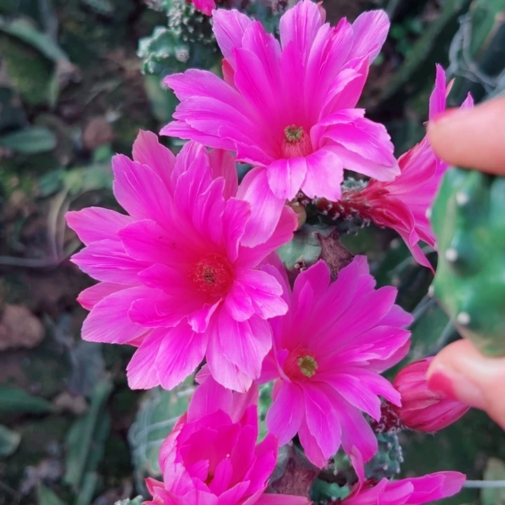 1粉色水仙软无根侧芽3公分左右20包邮