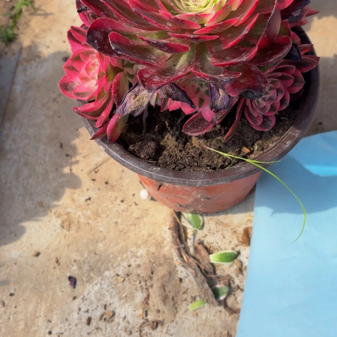 无花朵553多肉植物捧花的