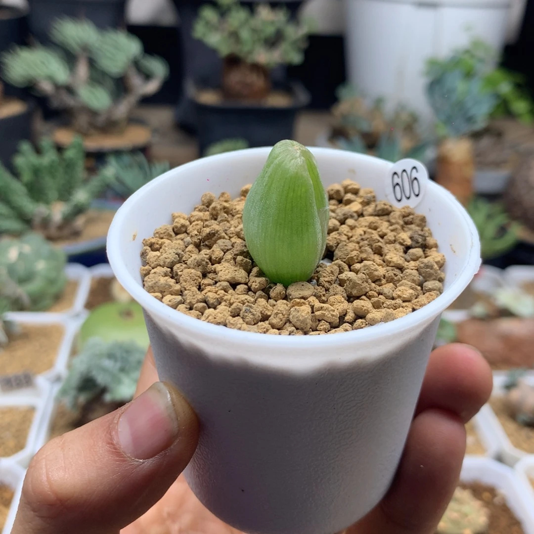 正版佛座箍带盆发货606