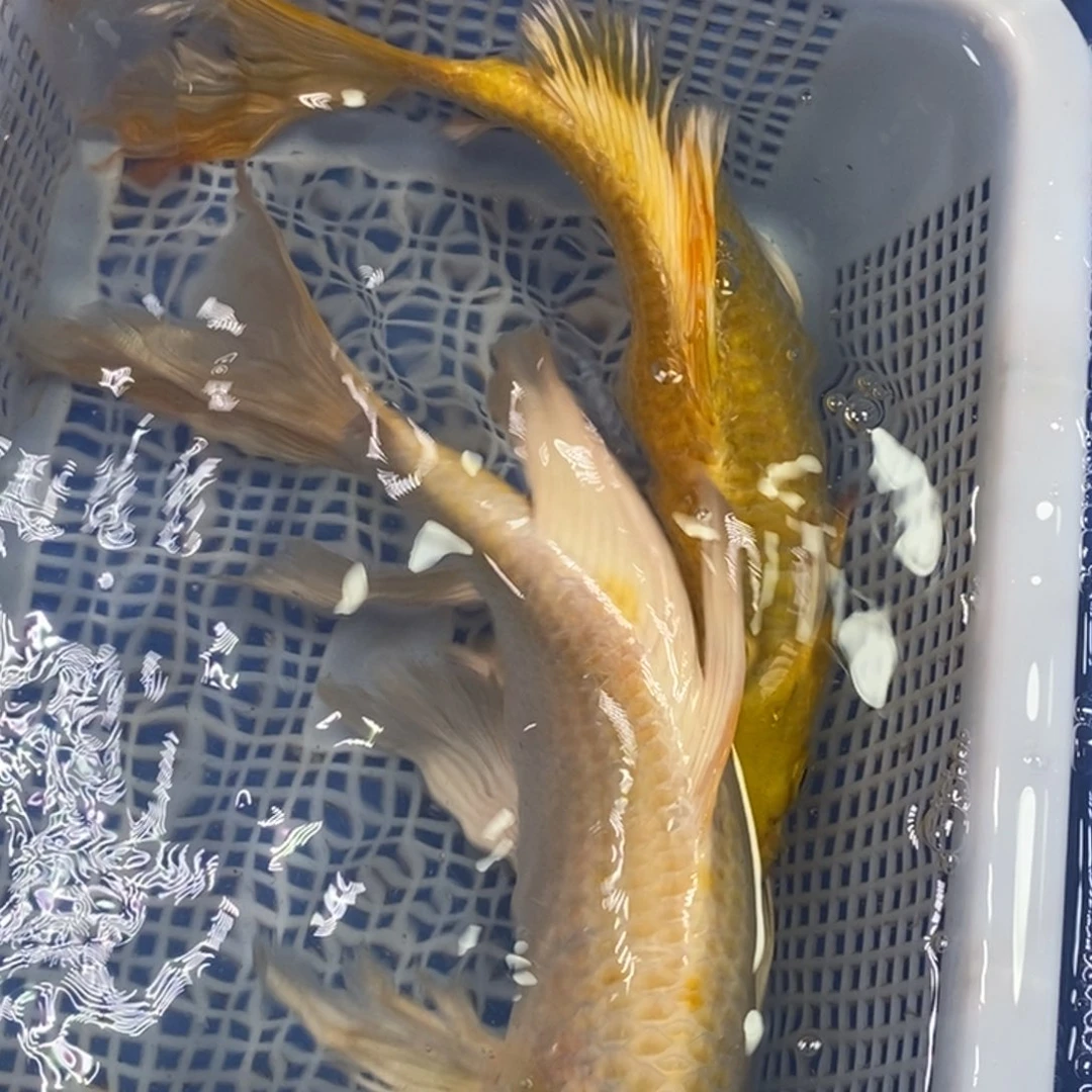 锦鲤冷水锦鲤包邮