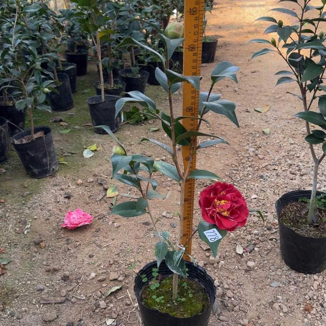 少量花朵（建议范围：2朵-5朵 或40%以下）778圣诞帽