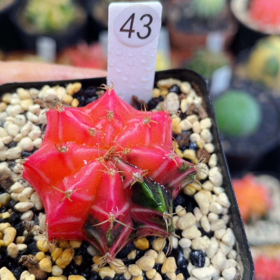 盆5公分满25包邮裸根发货