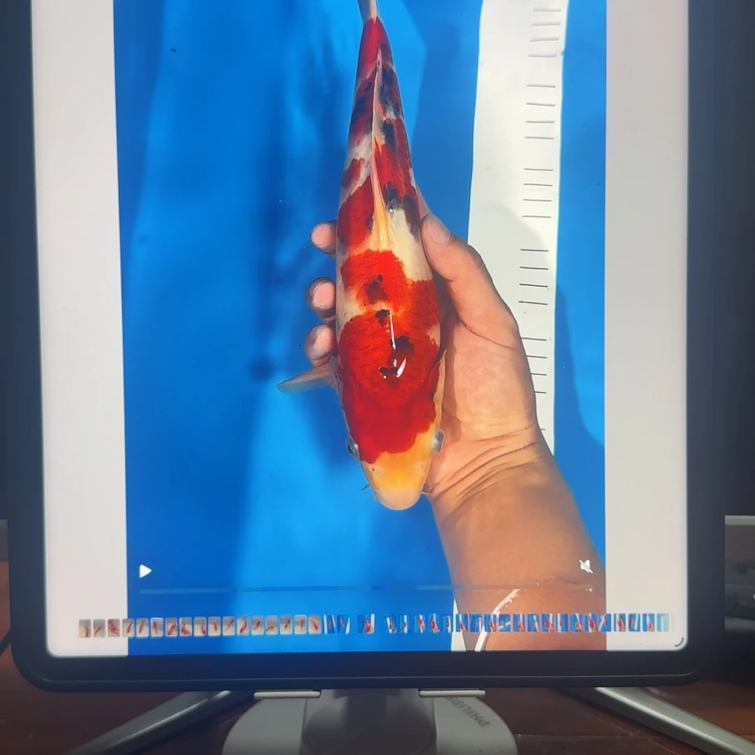 渔悦锦鲤四选大正一尾