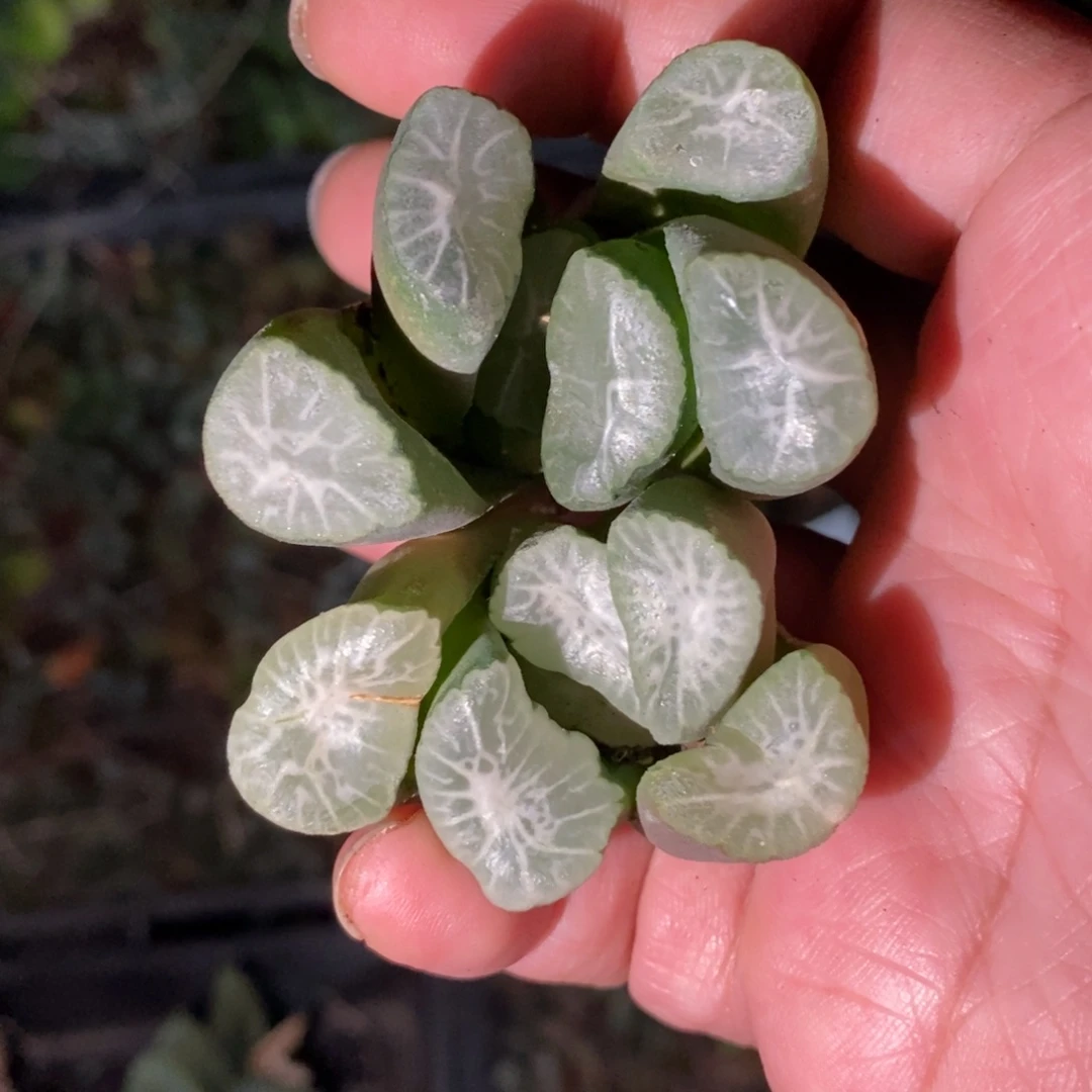 411 一颗大雪葵万象 新年福利