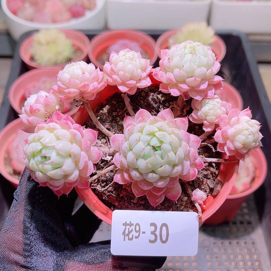 花利美9-30羊脂球