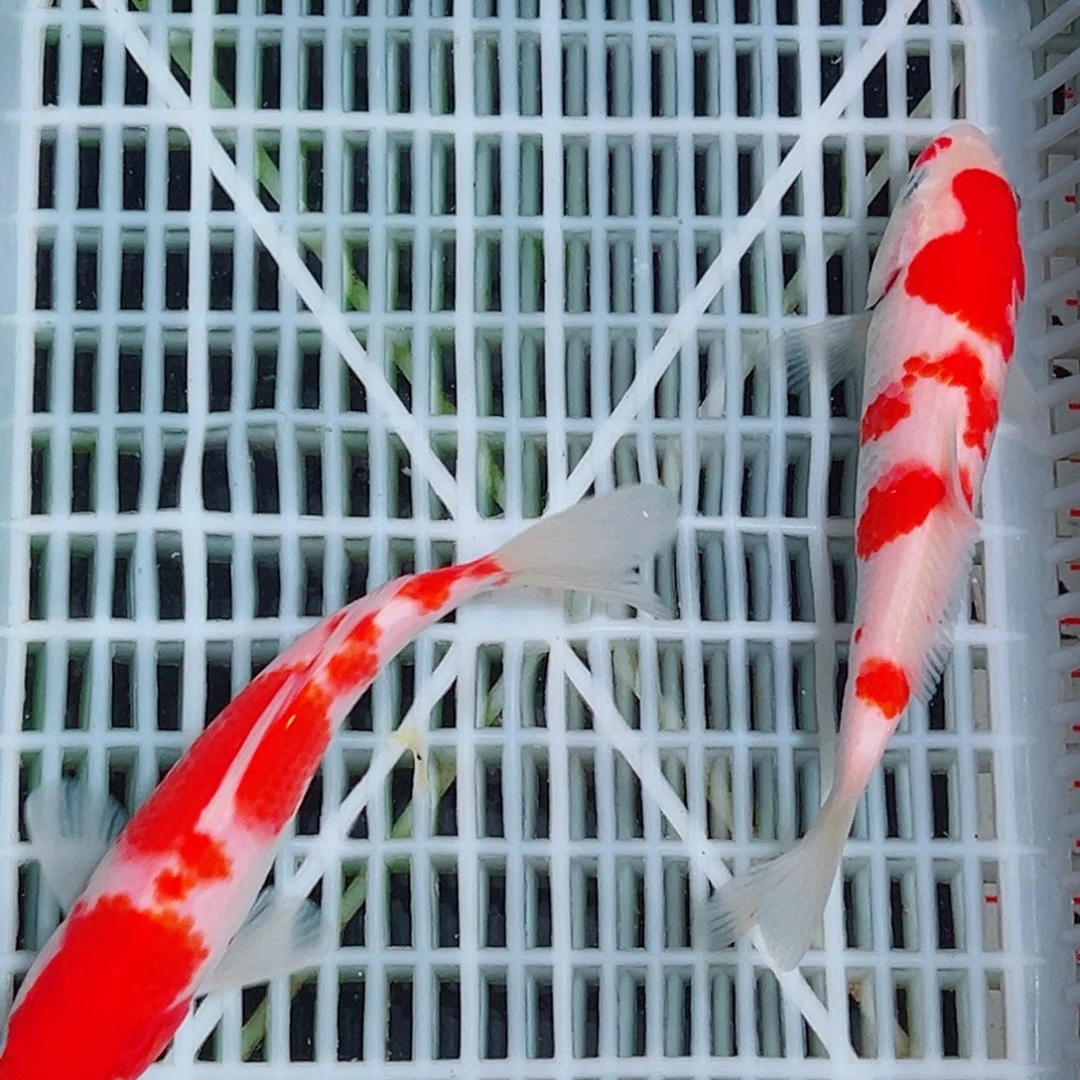 問****海水鱼锦鲤观赏鱼