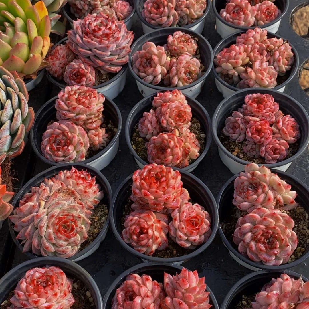 509多肉植物保护研究所所长助理研究员