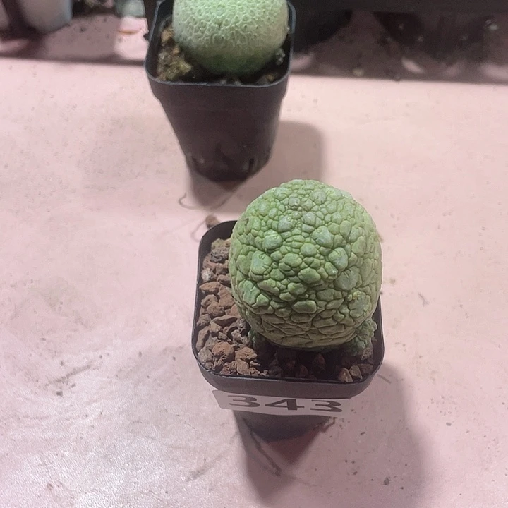✘****343凝提玉仙人球，