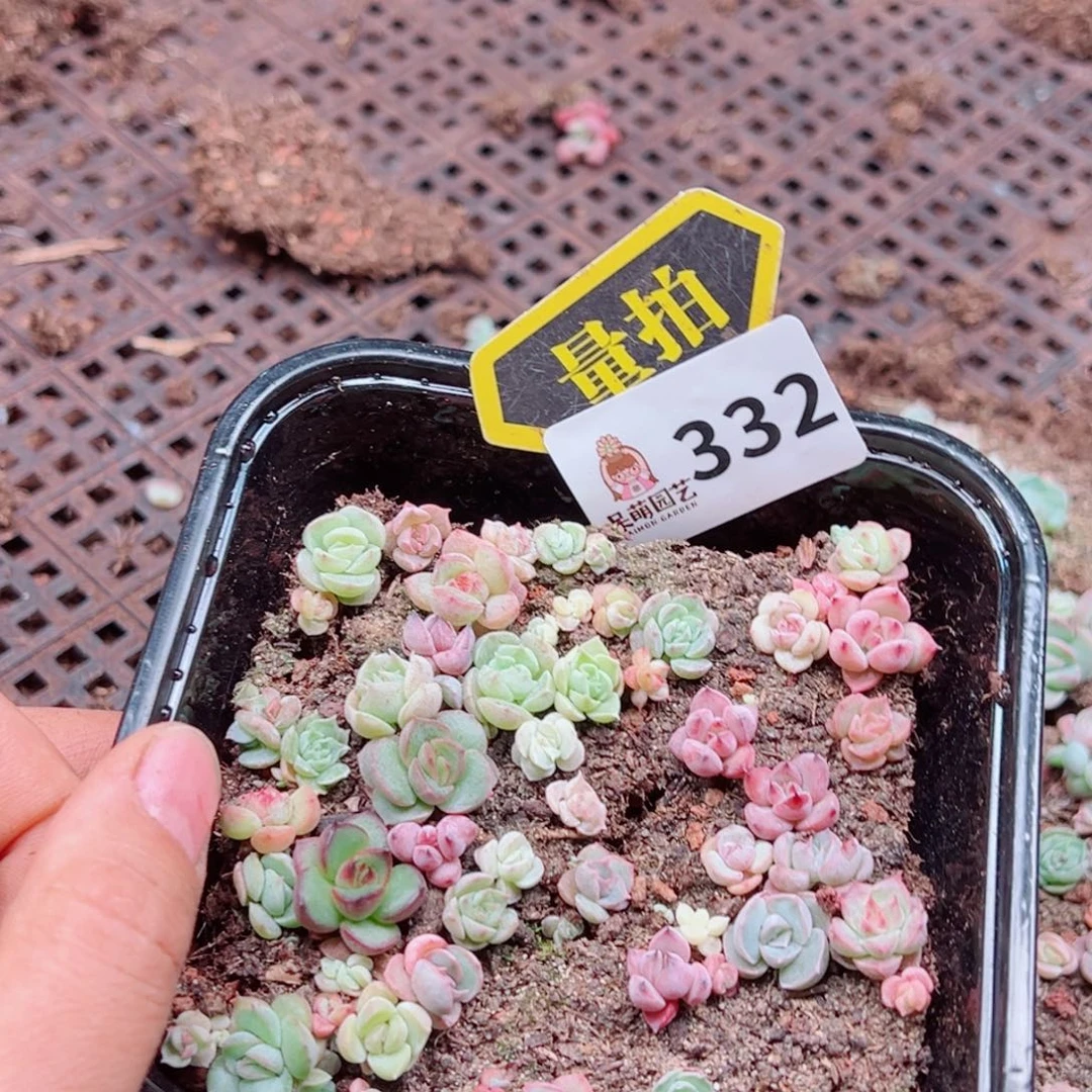 多肉植物多肉植物