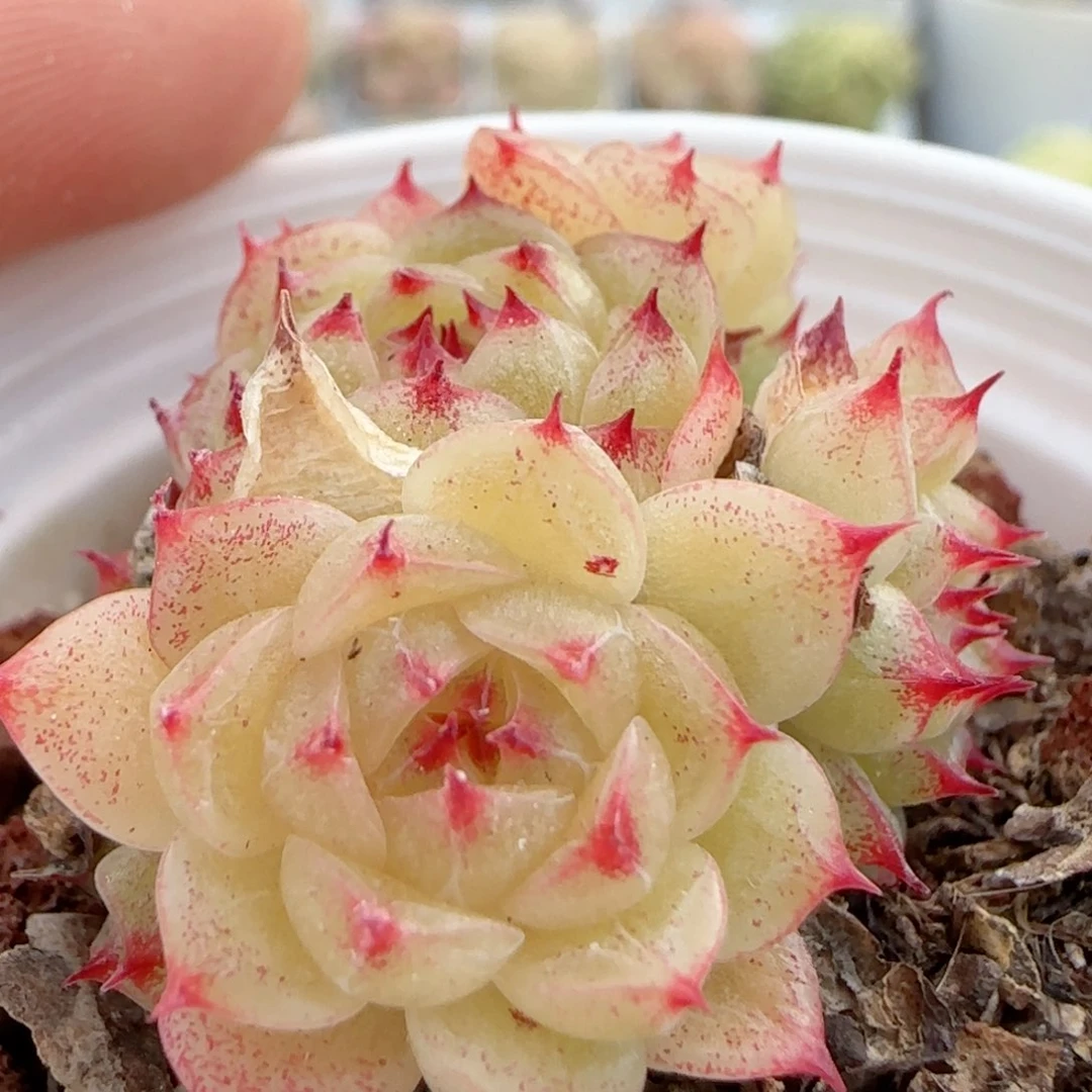 【闪购商品】0121-8海王福利