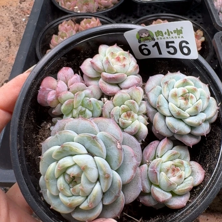 多肉植物多肉植物