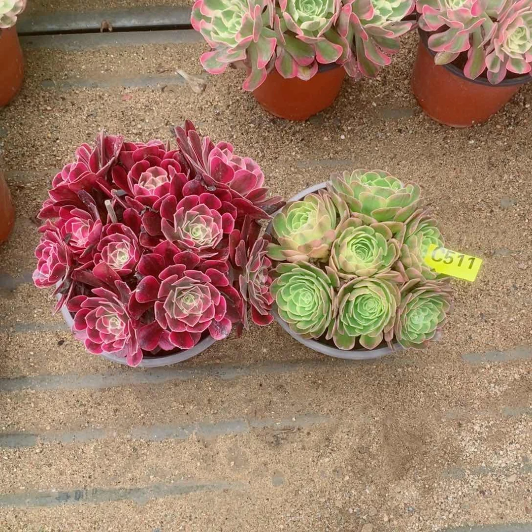 美杜莎丛林奶白两颗511