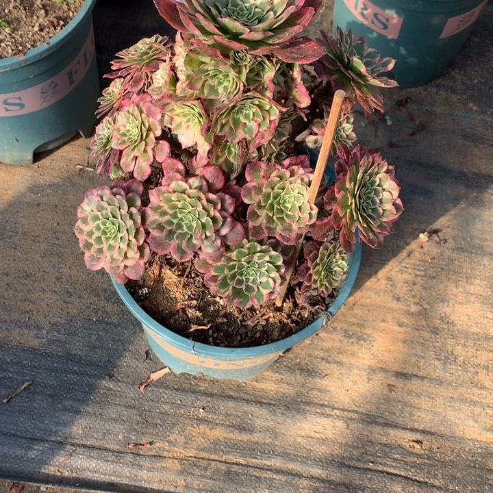 212霁月多肉植物特价