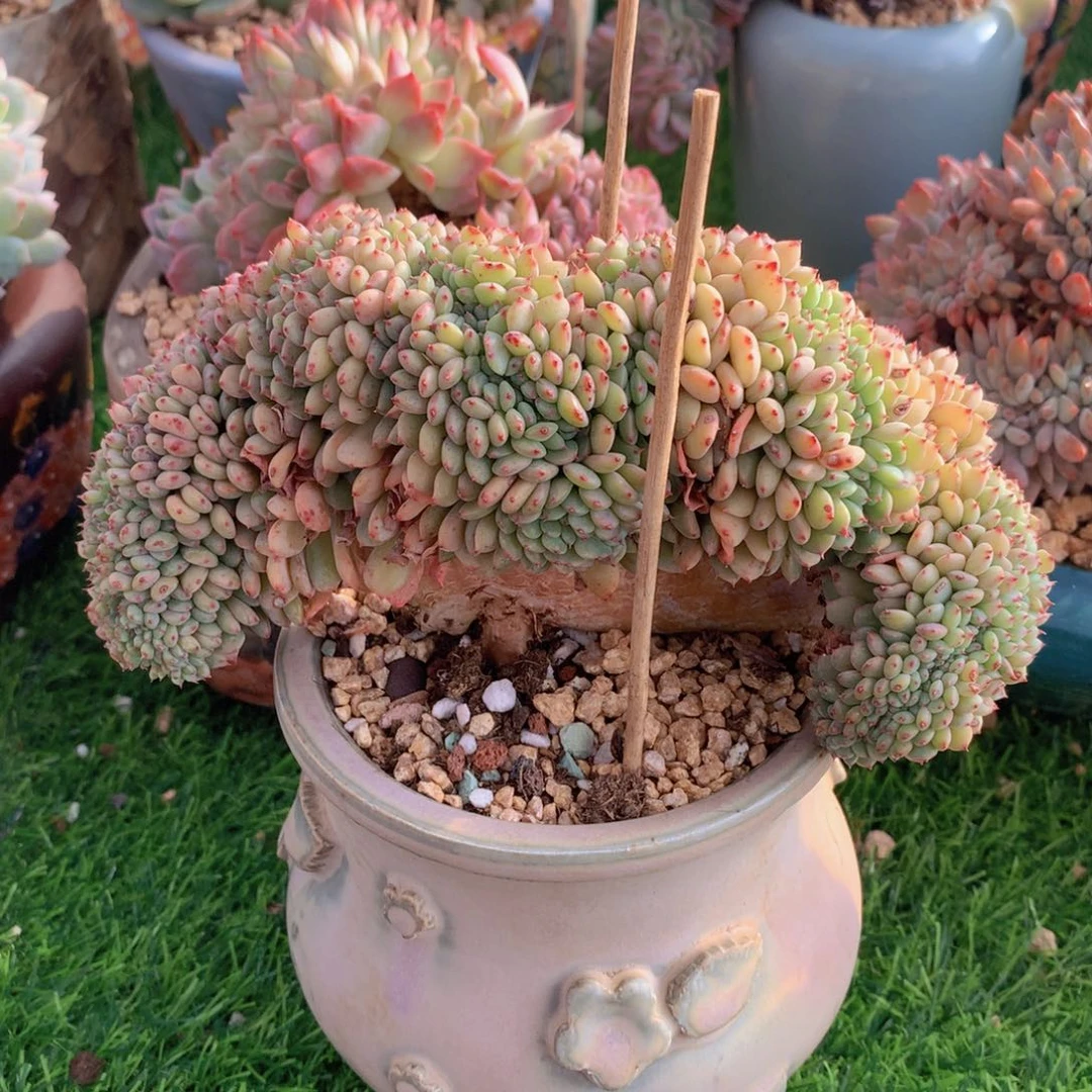 白胖子缀16 公分一物一拍