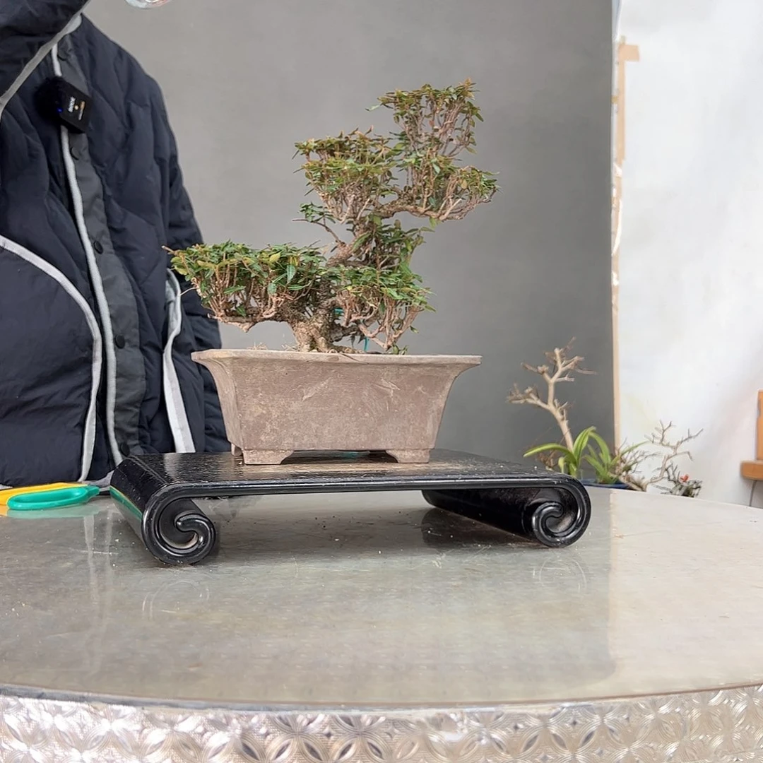 红陶l***、4顺丰到付。