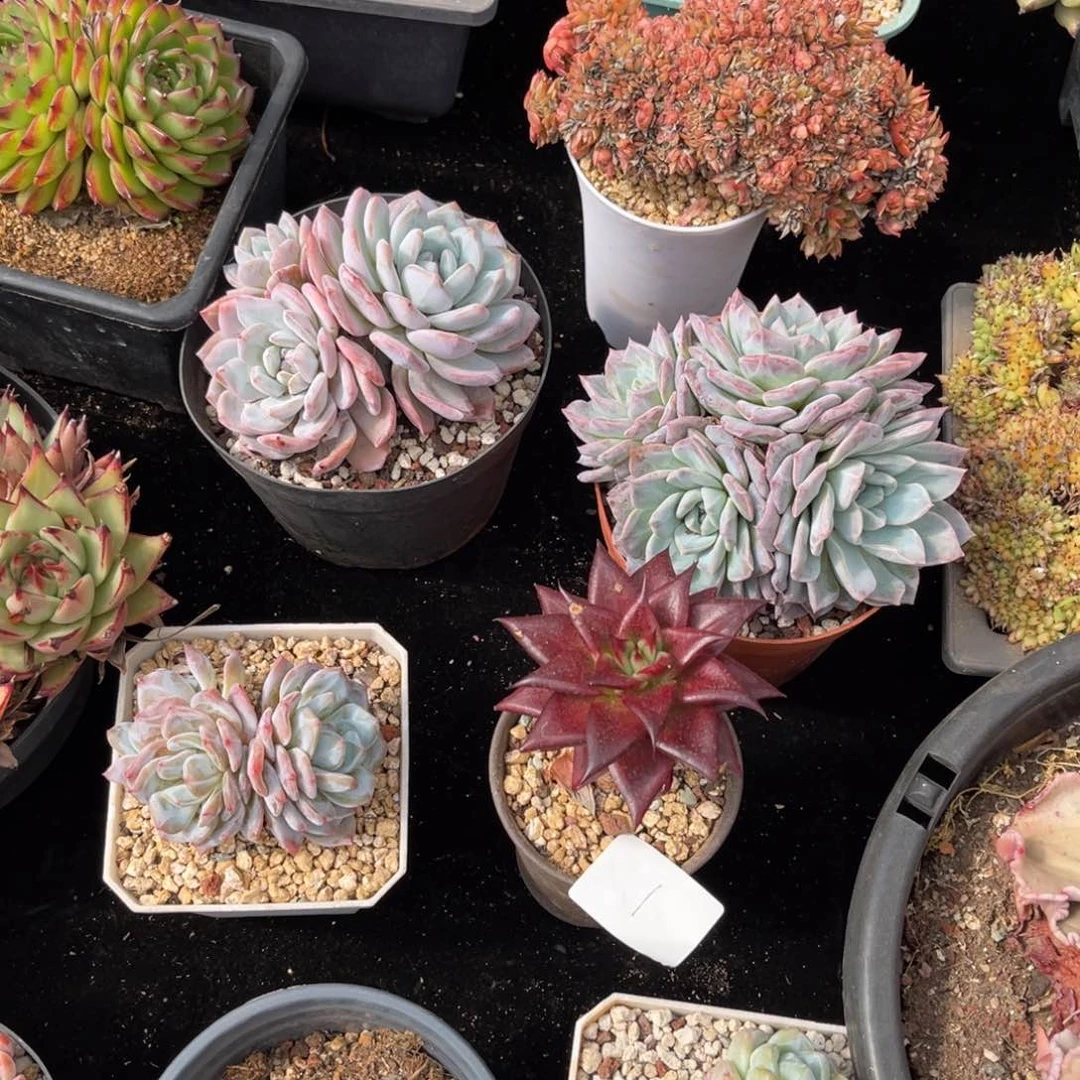 ?*下001雪罗多肉