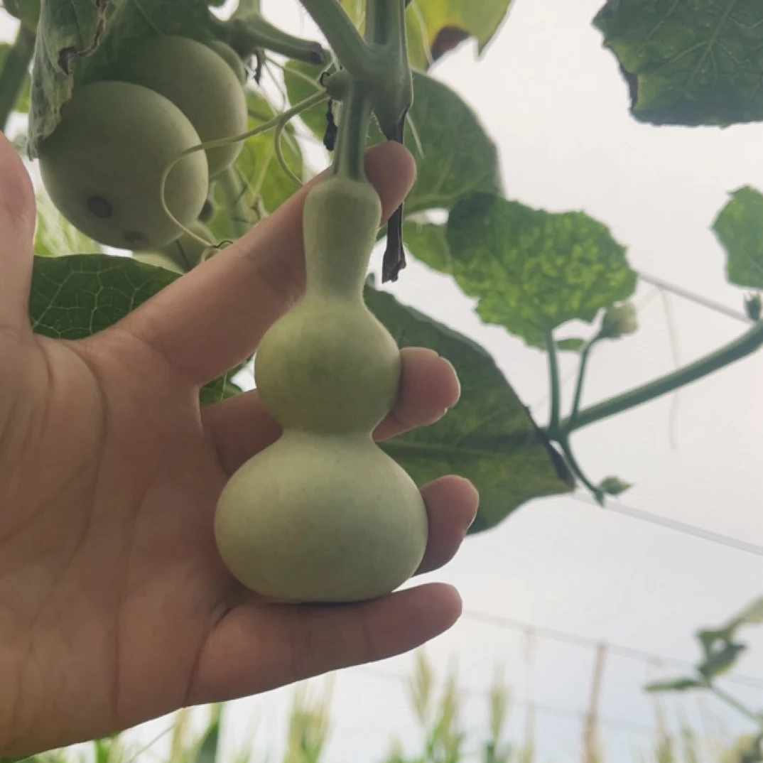 天然精品手把青皮葫芦直播间专用链接（请勿直接下单）