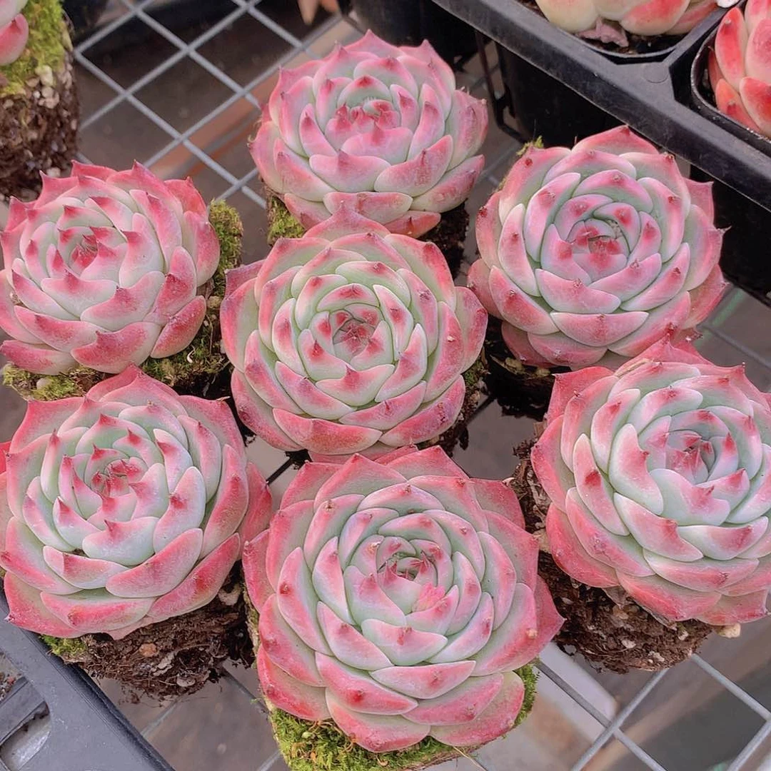 两颗吉娃娃2456778899000