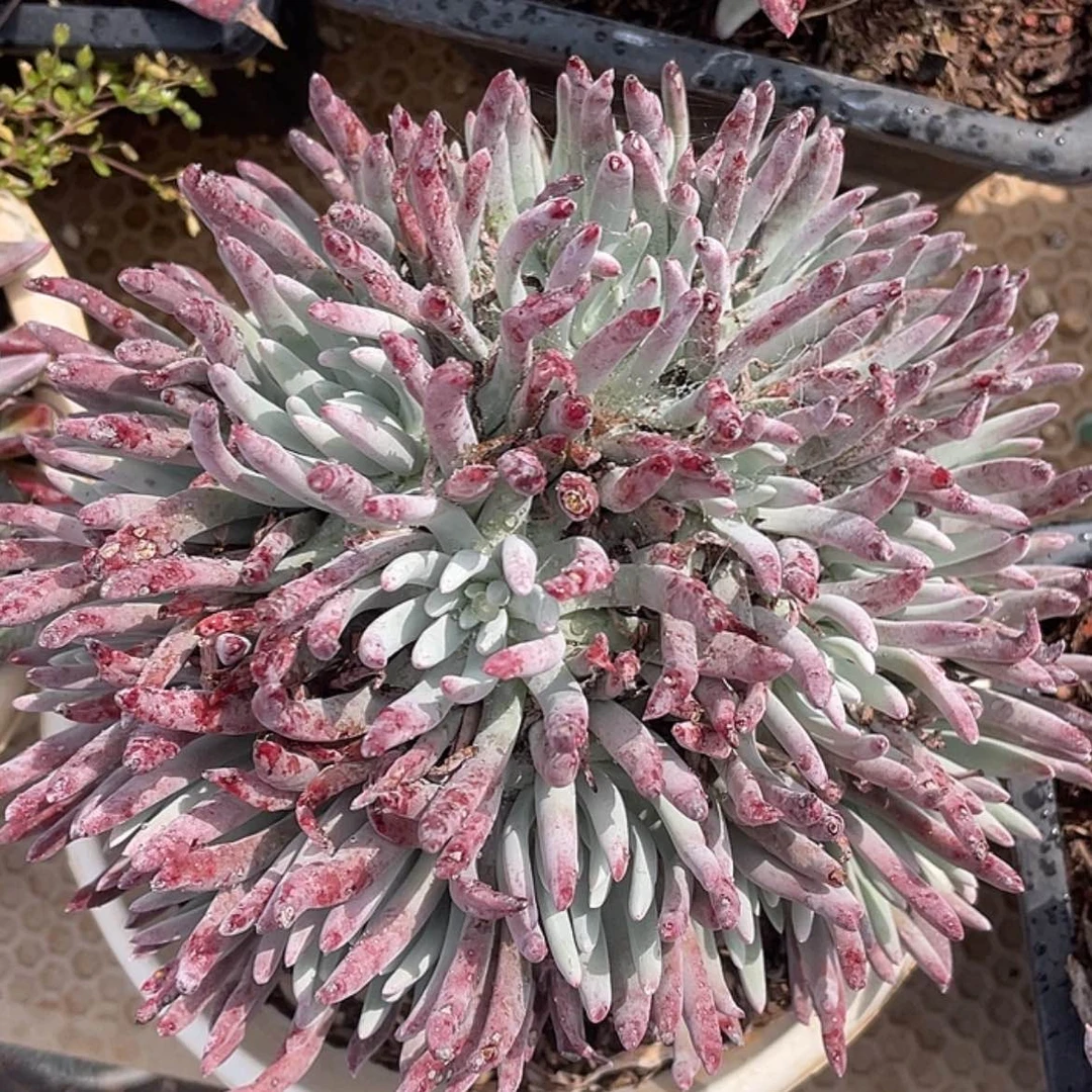 【闪购商品】雪花大老庄