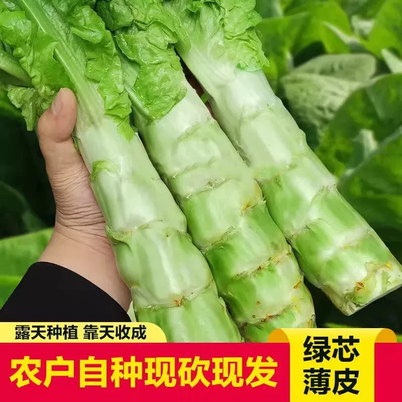 云南新鲜现摘莴笋农家自种当季时令蔬菜带叶发货