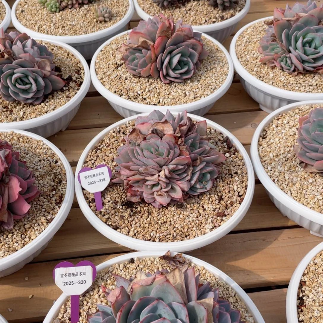 6****6布鲁蓝两颗  单价108