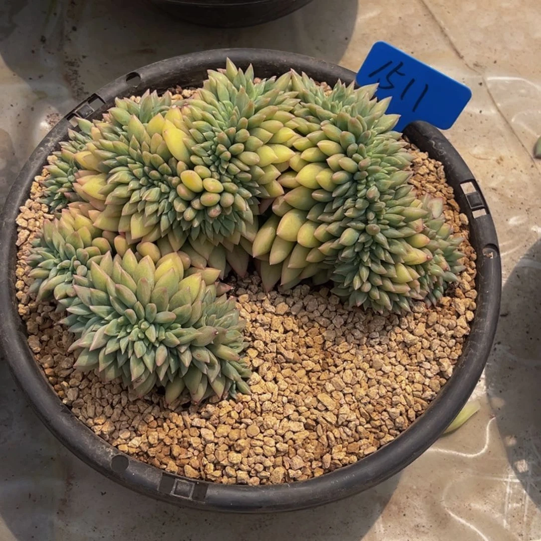 华****金1511号上午多肉植物群生多肉植物