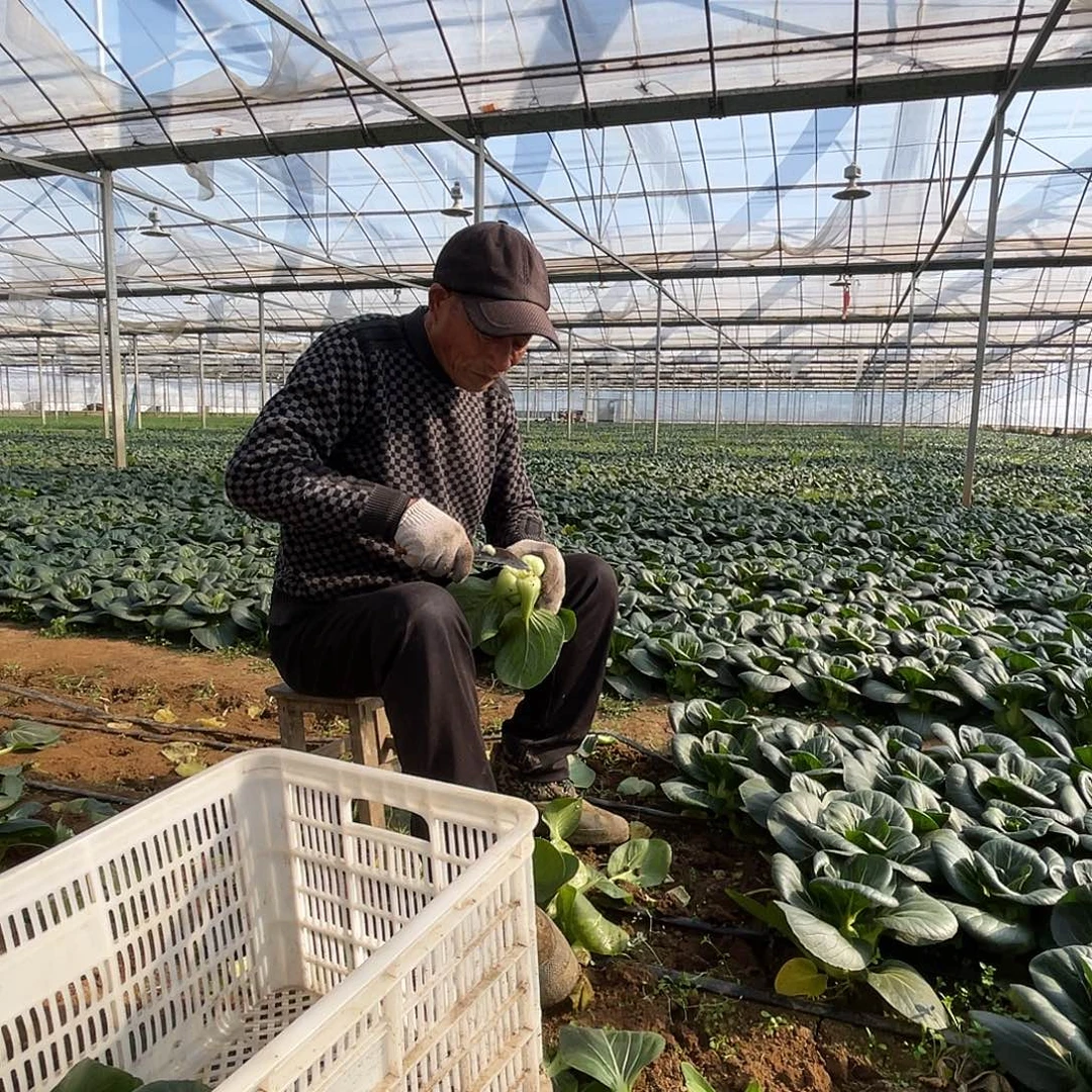 中国大陆上海青10斤来自农业生态园