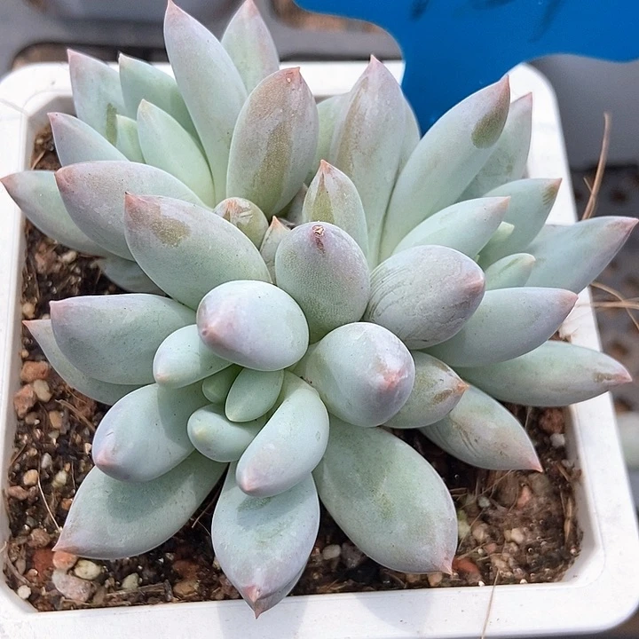 多肉植物所罗门群951