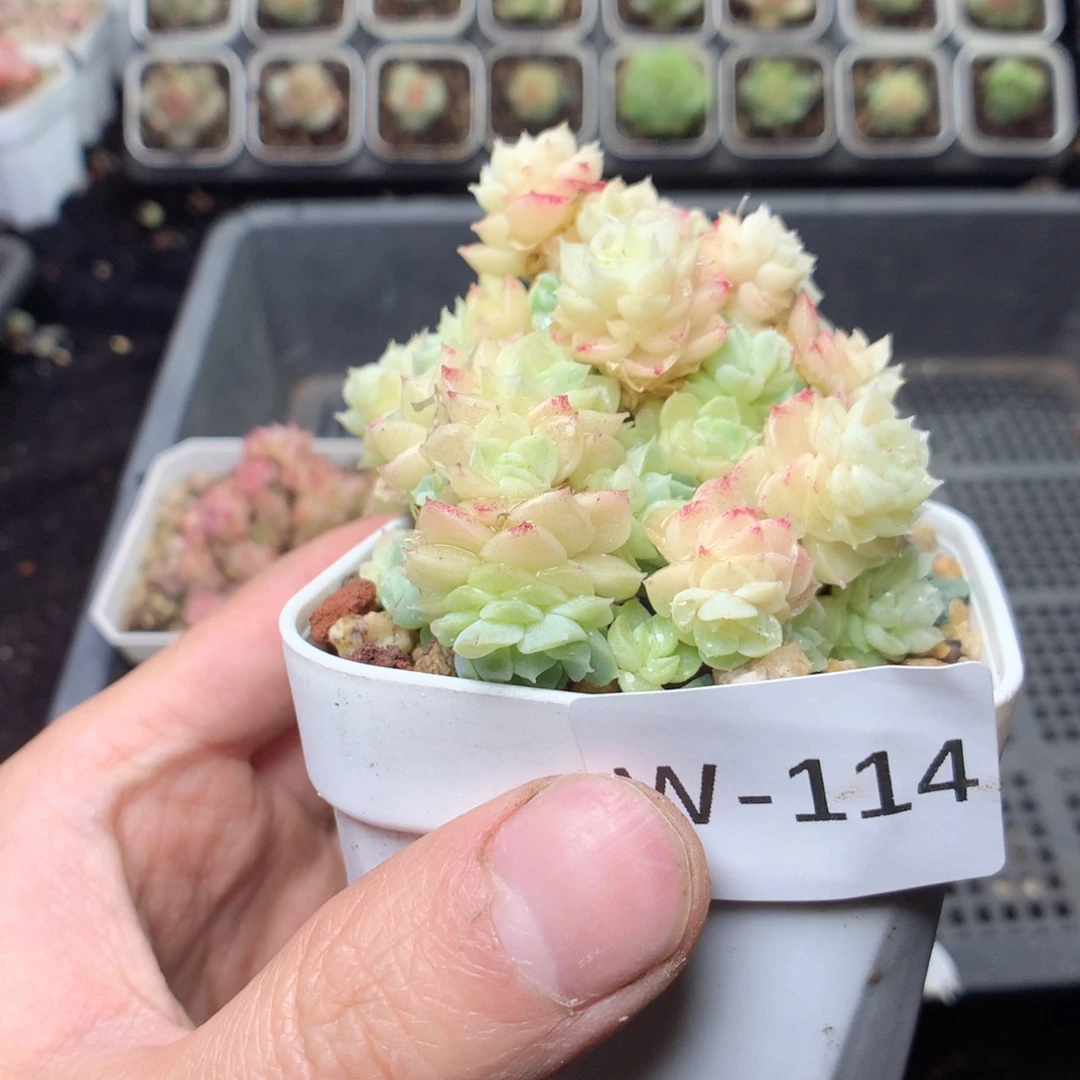 ℡***吖无花朵W114yyyyyyyy