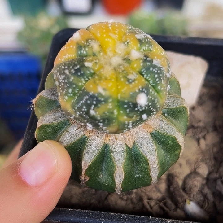 无花朵散班兜锦436