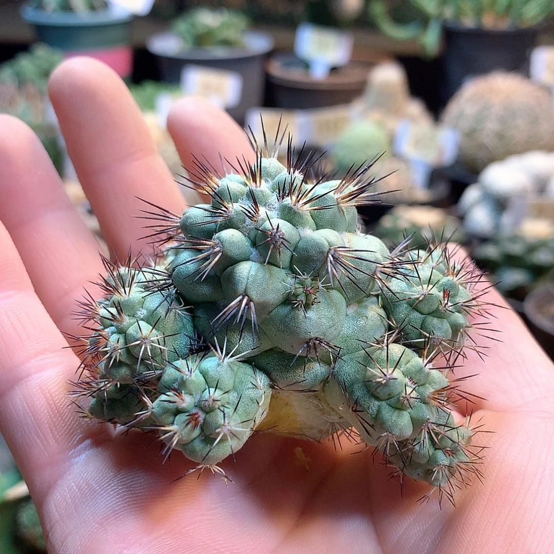 帝王丸苗接没根
