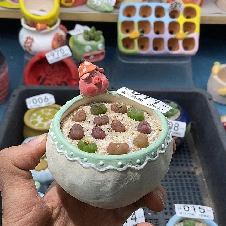 11大舅生石花肉锥多肉