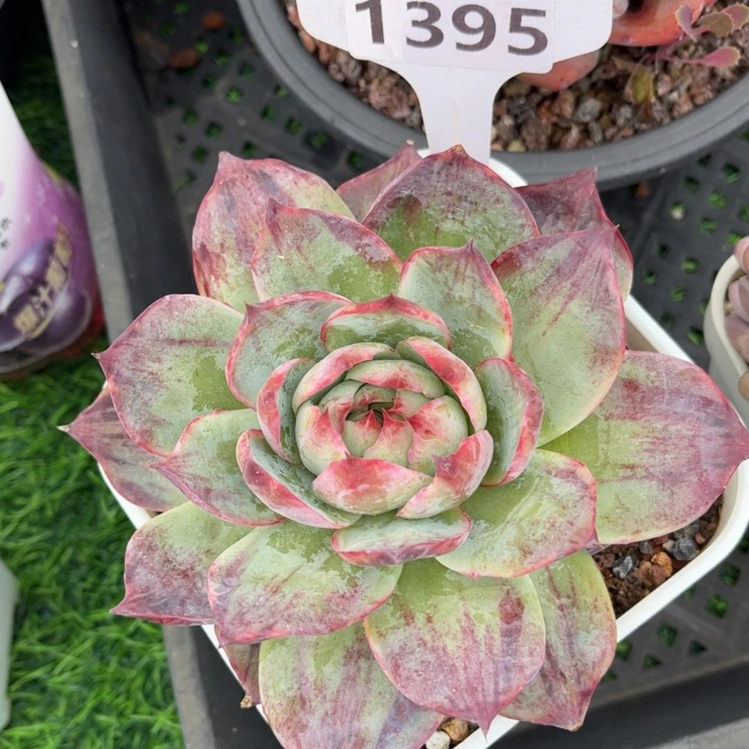 多肉植物1395 满30包邮