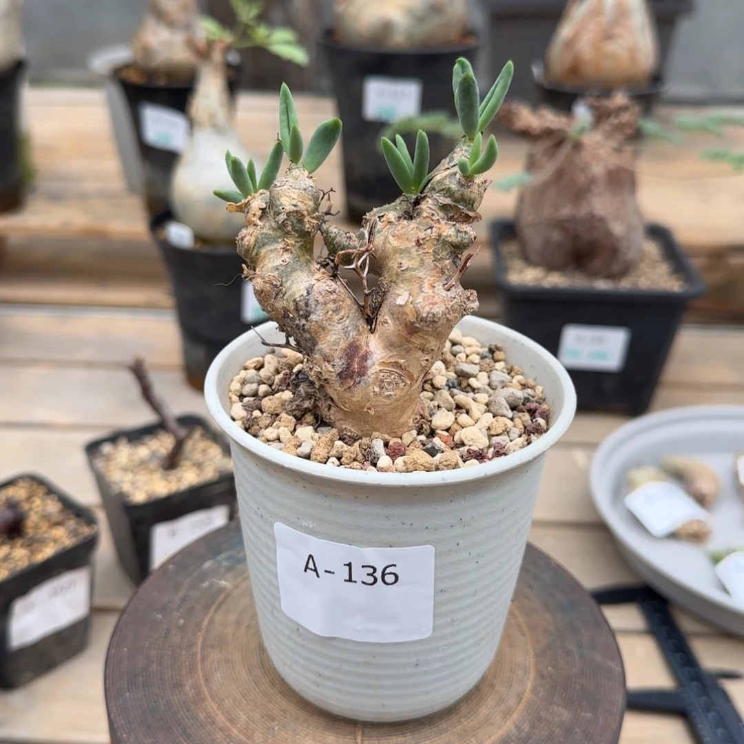 136万物想奇峰锦块根植物