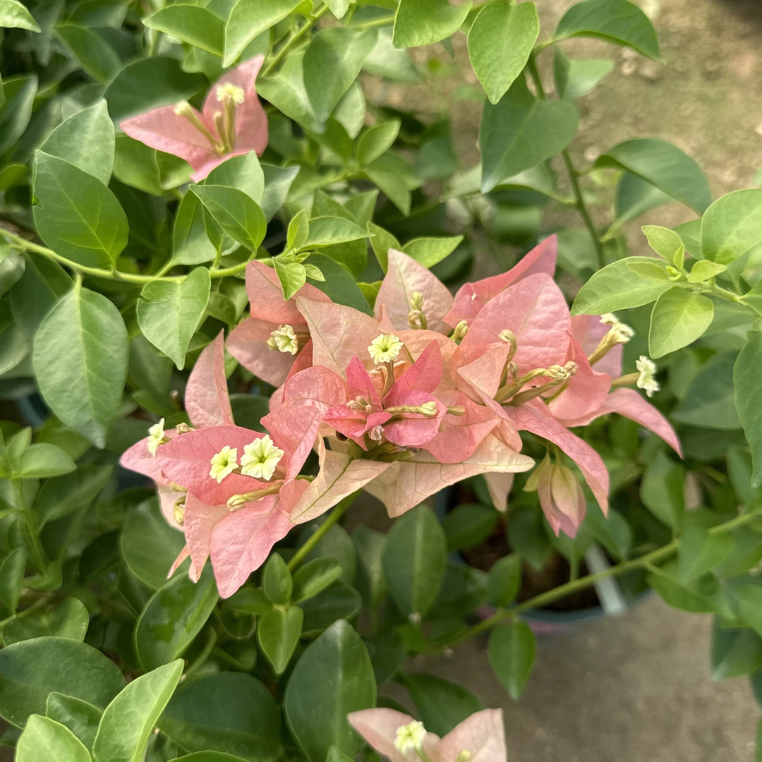 【卡亚塔】三角梅原生盆苗，默认运输途中掉花掉叶，小断枝介意慎拍