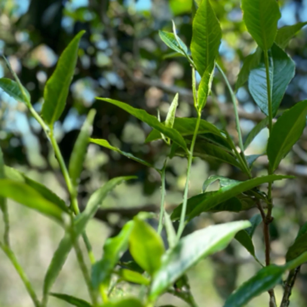 2025年麻黑古树头春50克散茶‘火烧茶园’