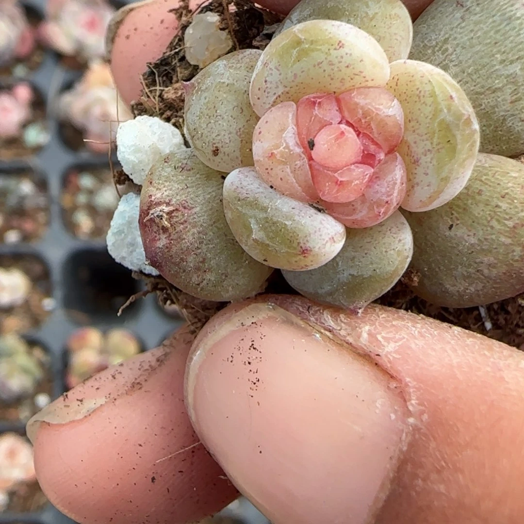 柏***图多肉小卡拉米糖心一物一拍