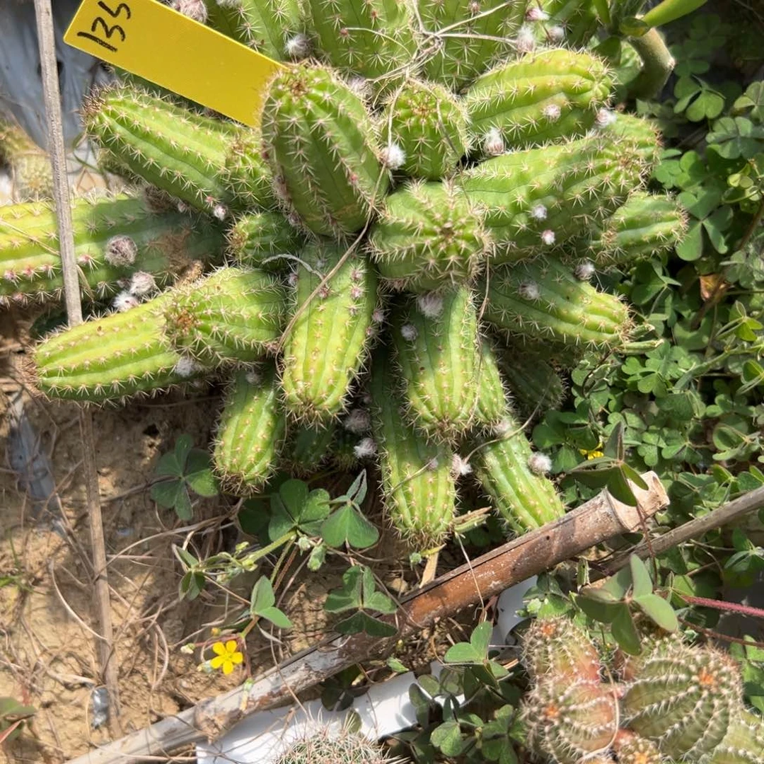 h****a白檀仙人球白檀136
