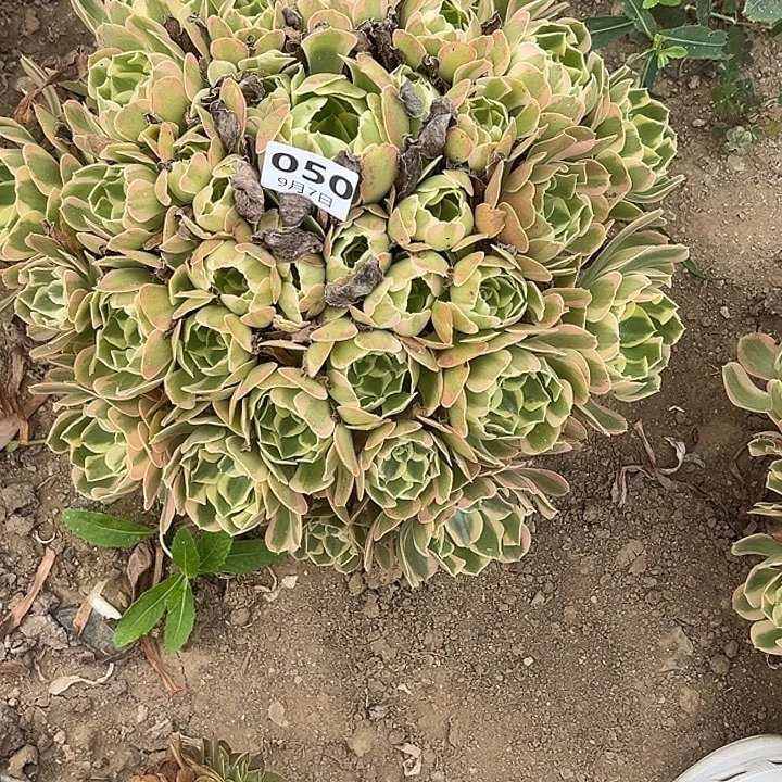 9.7-50妖月多肉植物4