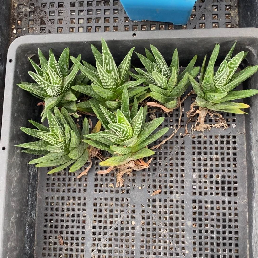 1113 一颗天使之泪 超级福利