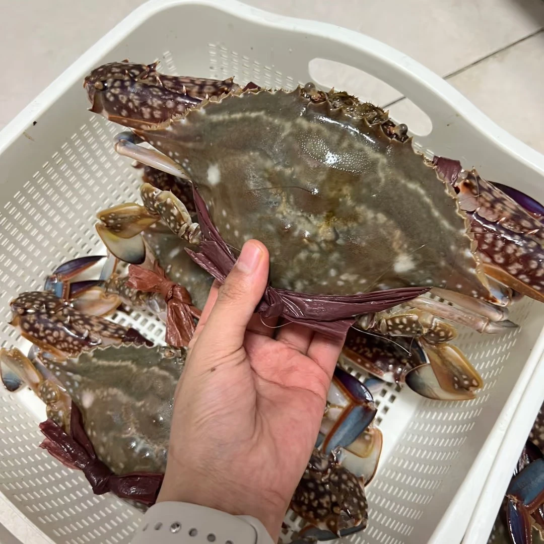 【保鲜不保活】渤海湾梭子蟹公蟹肉母蟹混搭3-5两/只3斤9-11左右