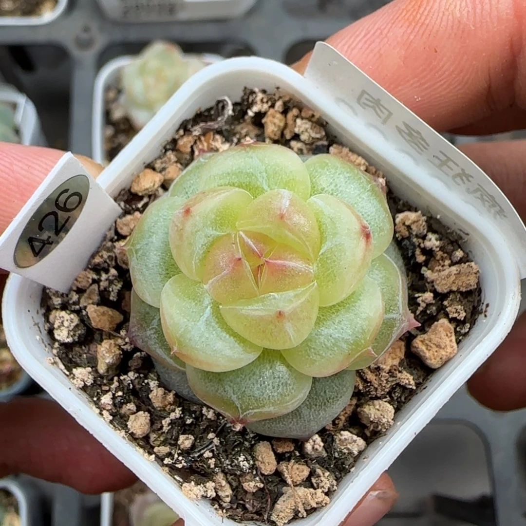 一物一拍珍妮28033