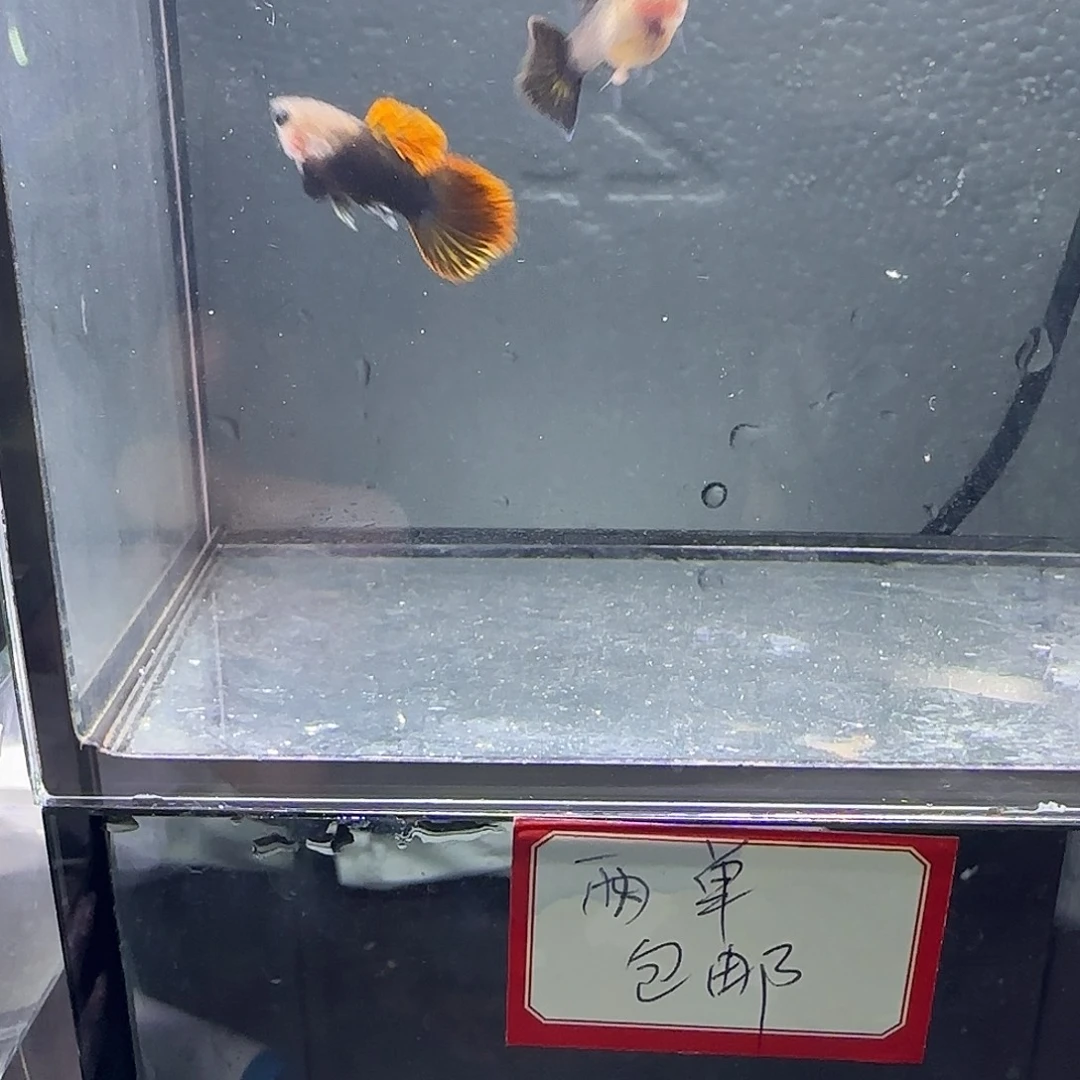 孔雀鱼红龙玻璃猫一对