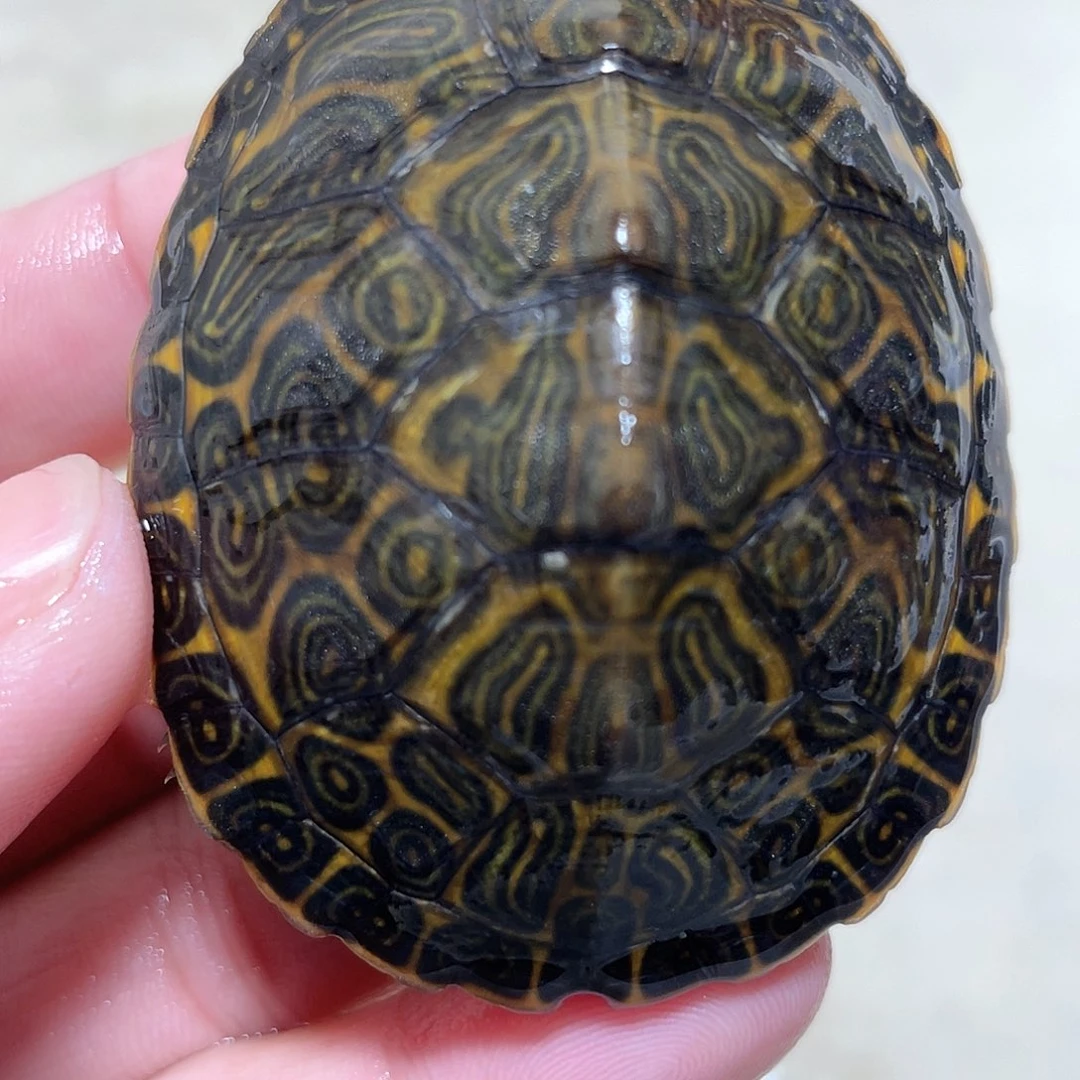 宠物龟不分公母佛甜