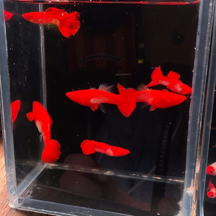 中国大陆精品双分水6条