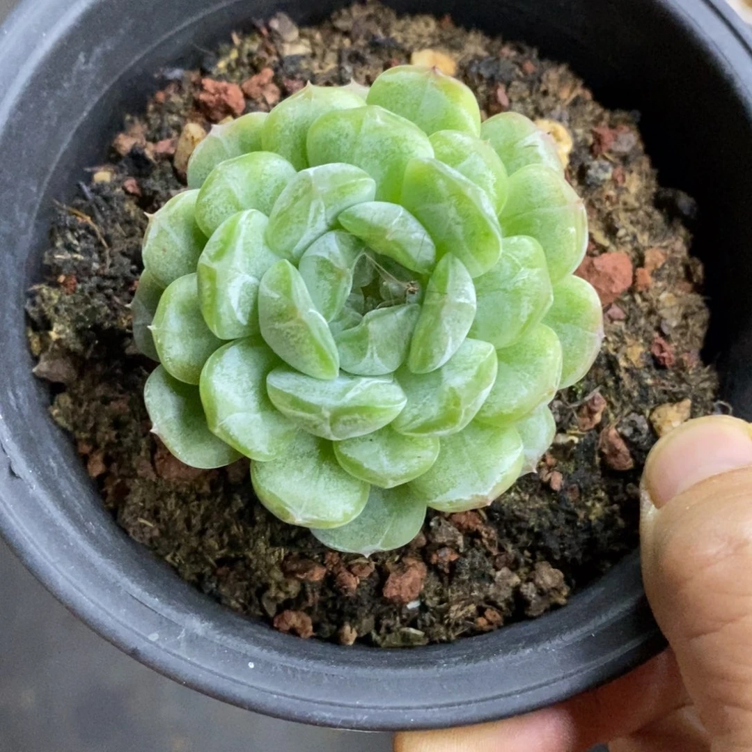 精品多肉一物一拍不包整53