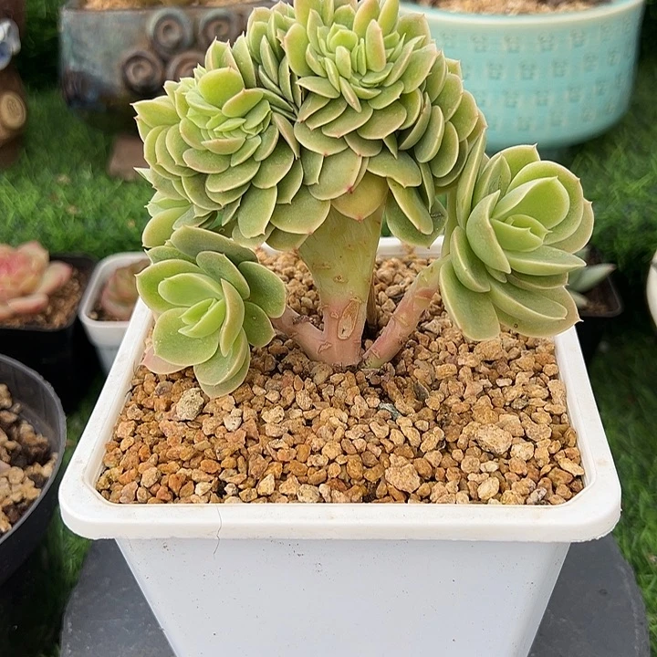 星娜塔缀化小树，一物一拍