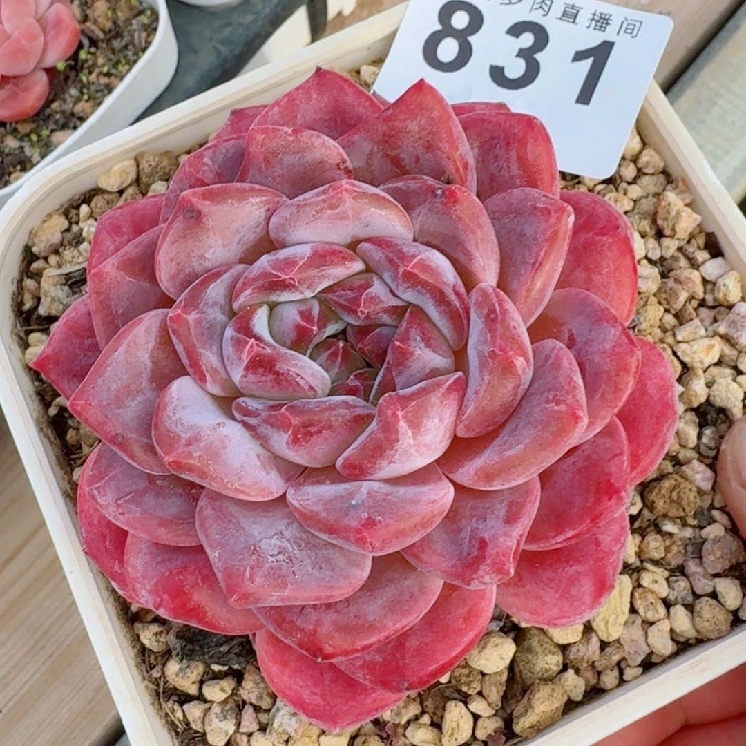 母本冰魄      愿你一路坦途，乘风破浪展宏图