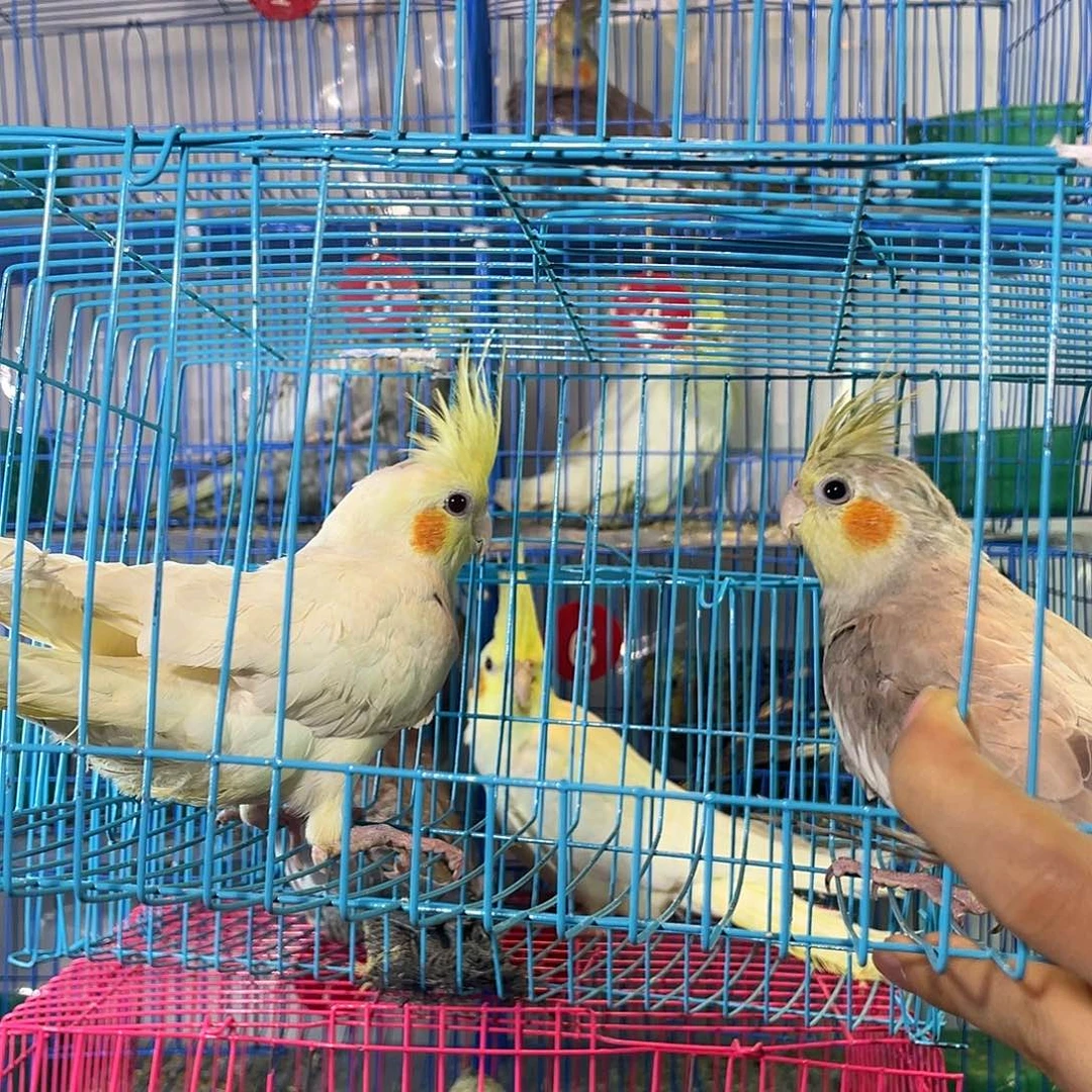 玄凤鹦鹉/鸡尾鹦鹉