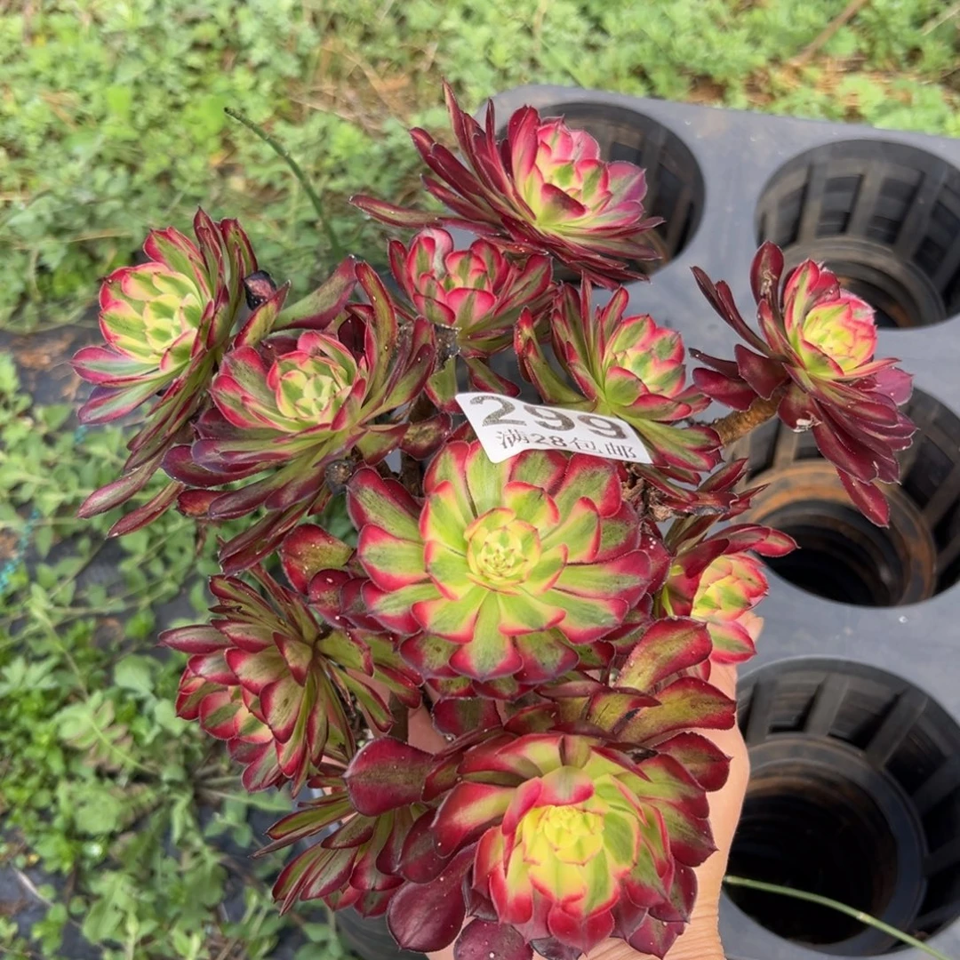 艺****多肉植物299无售后